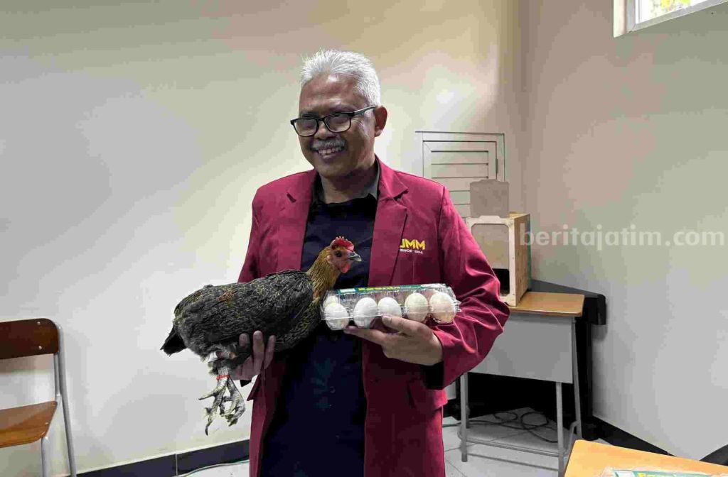 Disertasi Mahasiswa UMM Hasilkan Final Stock Ayam Kampung Petelur Super